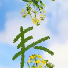 蓝天铺纸云为墨， 油菜垂金缀绿枝。 风抚新芽书“春”字， 蜂衔暖意入芳时。