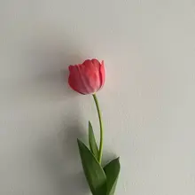 买的郁金香球茎今天终于爆花啦！