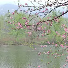 柳线垂烟染碧畴，桃腮绽粉倚汀洲。 一溪春水浮青影，半树晴云醉玉钩。