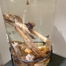 这次来把老哥以前泡的喝的差不多了 老哥特又去搞了新鲜的，说药材没到，先用金门高粱酒泡上药到了再加， 这玩意泡酒界天花板了吧， 国内想都不用想啊