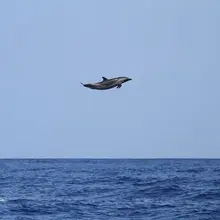 Researchers caught a dolphin jumping 15 feet out of the water… and had to tell…