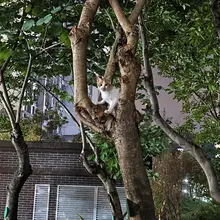 暂时活一下